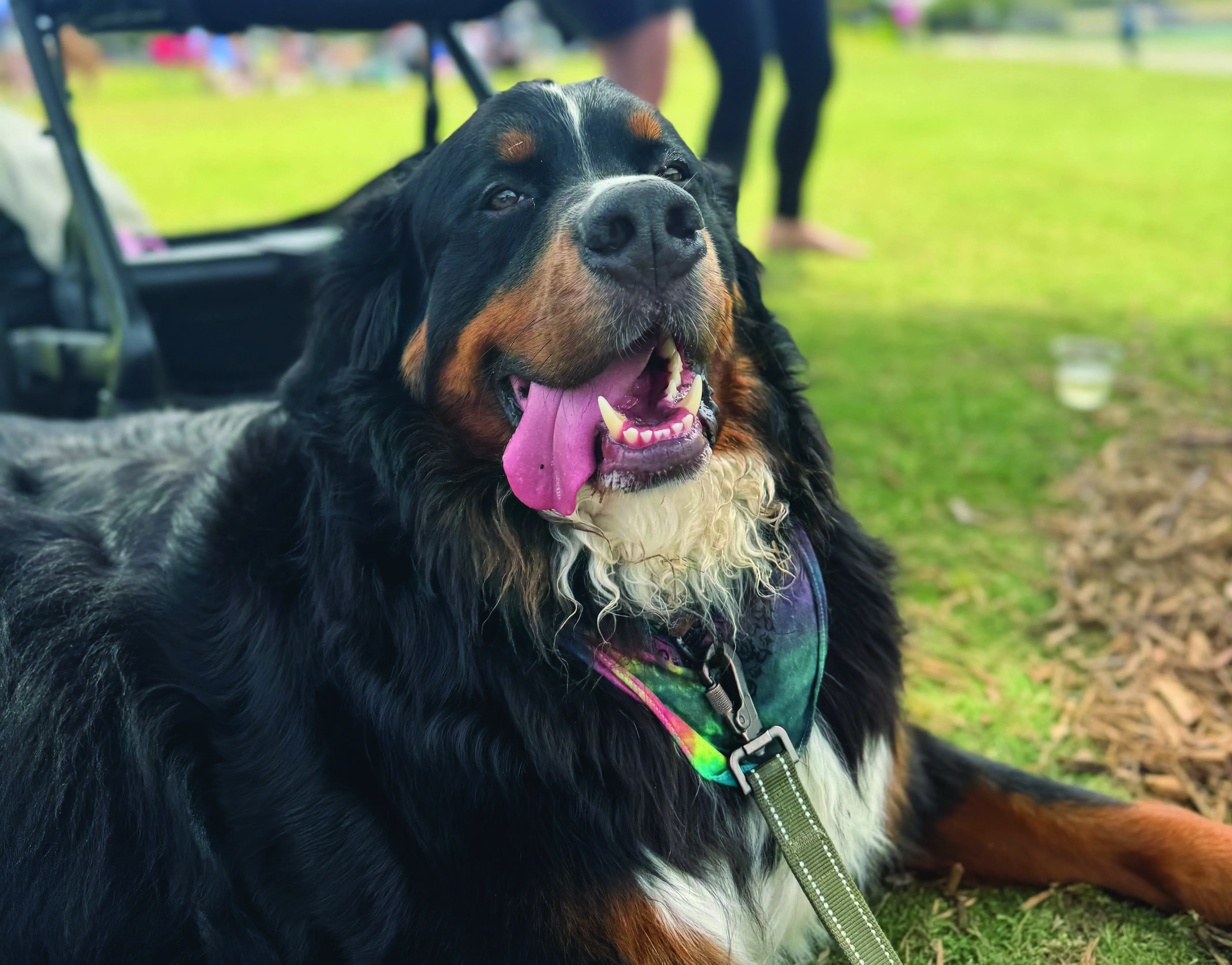 Goose living his best life