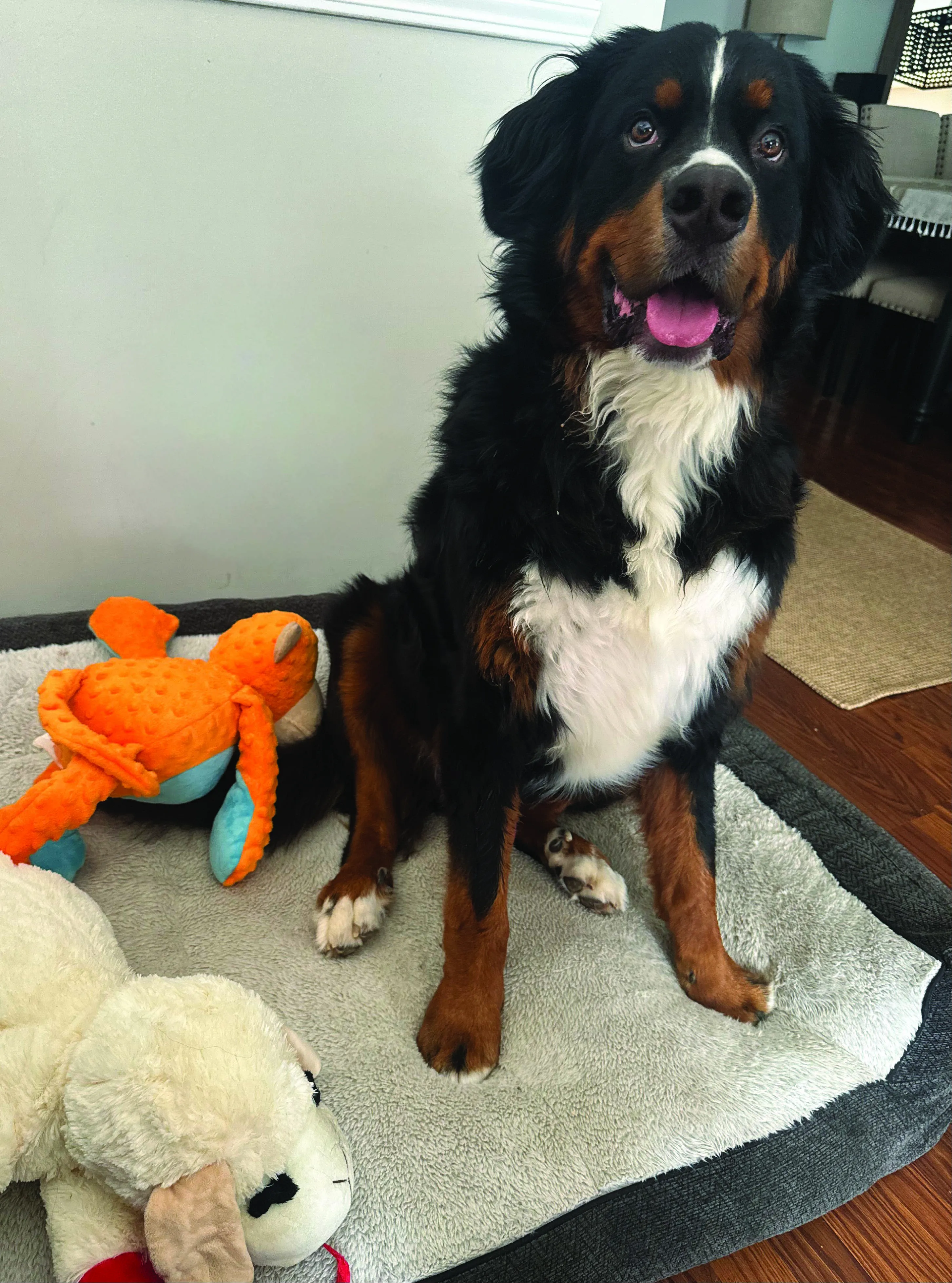 Goose the Bernese Mountain Dog